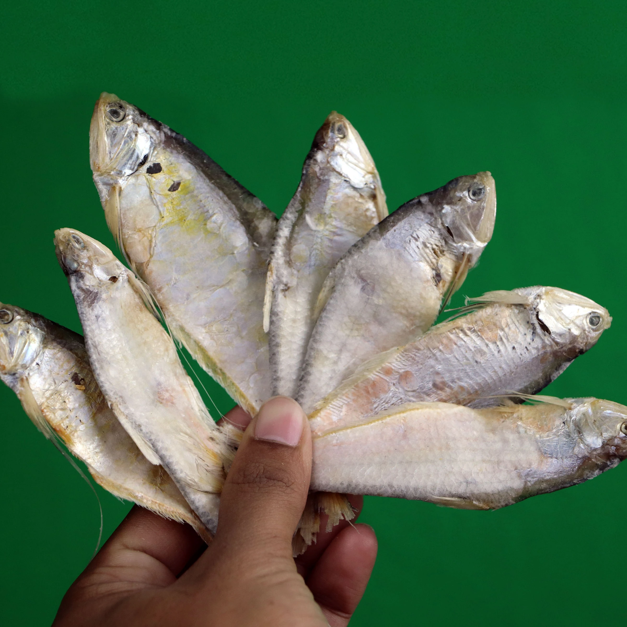 ফাইস্যা শুঁটকি