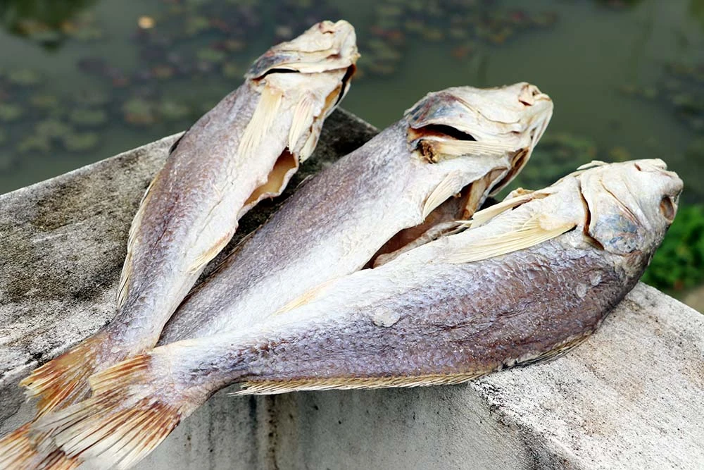 বড় পোপা শুটকি – এক্সপোর্ট কোয়ালিটি