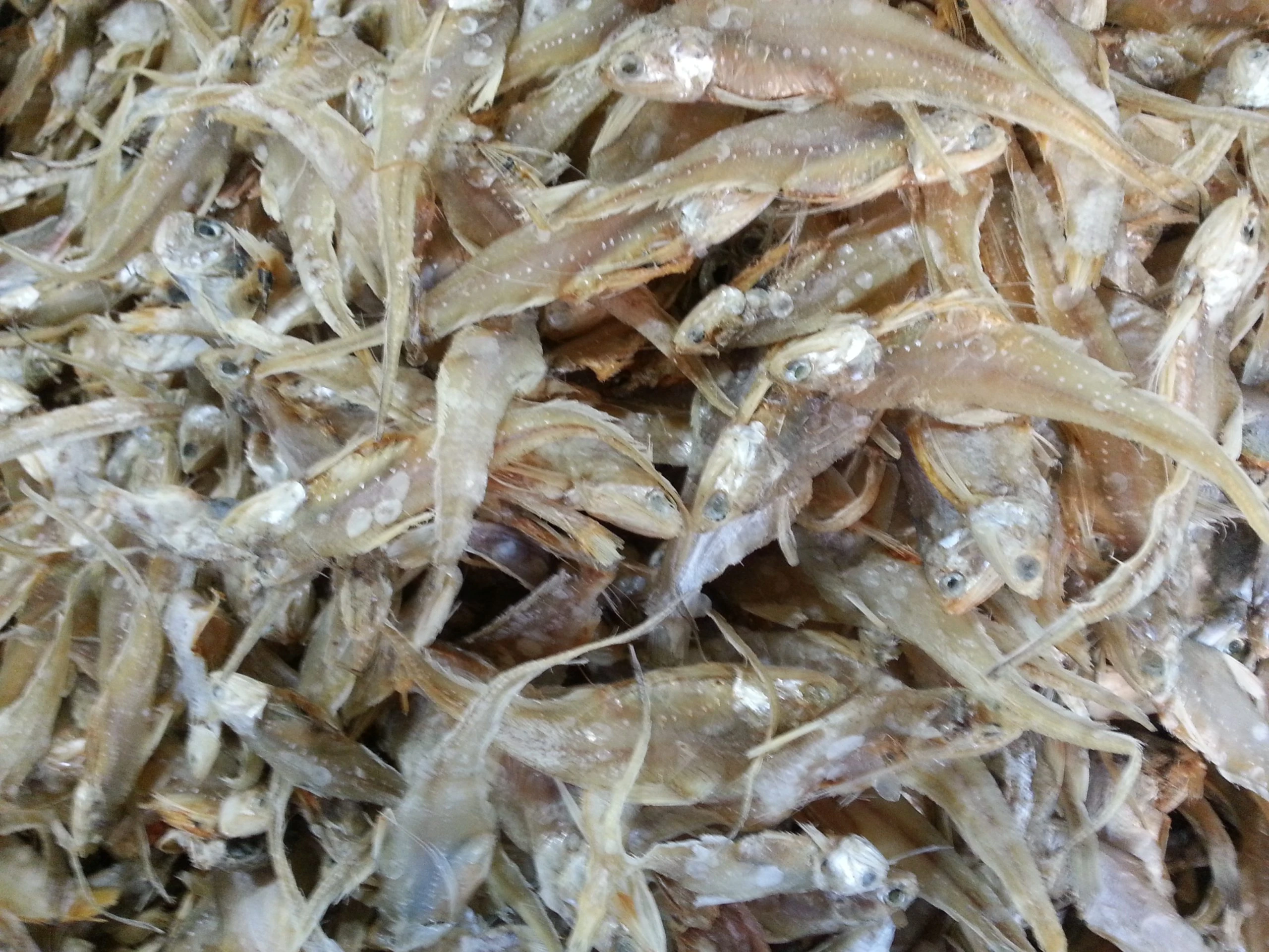 সুন্দরী শুটকি